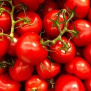 토마토25시 네이버블로그