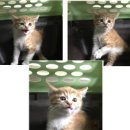 해맞이 동물병원 이미지