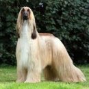 광양동물메디컬센터 이미지