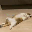 샤토미뇽 | [염창동 / 샤토미뇽] 강서구 고양이 무마취미용 전문 고양이 교감 미용 100% 재방문 n번째 추천 후기