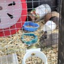 홍일목장 이미지