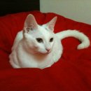 11620-5-4-2 이미지