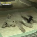 최선농장 텐아시아