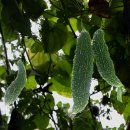 여주-0927 이미지