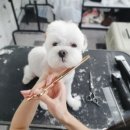 애견전문 미용 샵 이미지