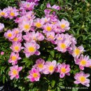 칠서면사무소 | 함안 청보리 작약 축제 강나루 생태공원 개화 상황 및 주차장 팁