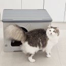 해피도그 | [내돈내산] 그램도그 길고양이 여름집 후기｜방수·통풍 완벽한 실외 고양이 하우스