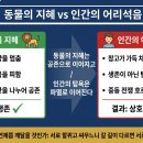 사자네다반사