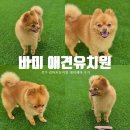 바미애견유치원 이미지