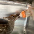 광주광역시야생동물구조관리센터 이미지