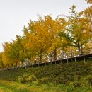 은행나무길 이미지