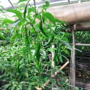 김우영 농장 이미지