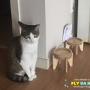 팡쥬르 - 세종특별자치시 | 팡쥬르