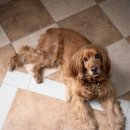 건강한 강아지 이미지