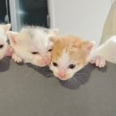 석화목장 이미지