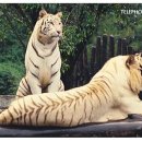 D00171 네이버블로그