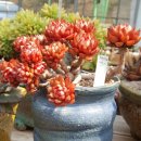 현아네 농장 이미지