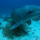 돌고래약국 이미지