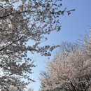 광교호수공원 가족캠핑장 | 광교호수공원 가족캠핑장 후기|광교 나들이|내돈내산|광교호수공원 벚꽃|첫 캠핑 후기