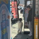 우리목장 | 왜관 양떼목장 갔다가 들른 왜관 맛집 한미식당 솔직후기