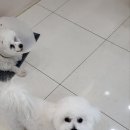 MUNG MOO 이미지