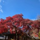 백양사 | 내장산 단풍 막바지 백양사 단풍 실시간 후기(+수달)