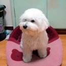 흰둥이 이미지
