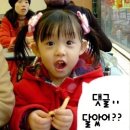 개와 고양이 이미지