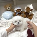 메종드퍼피 이미지