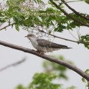 뻐꾸기PC 이미지