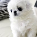 이개누구개 이미지