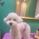 더 도도하개 이미지