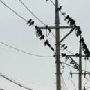 비둘기한국@ 이미지