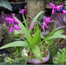 커피꽃향기 이미지