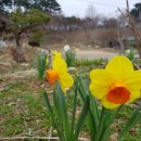 수선화축제 오세요 서산 이미지