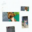 푸른펫살롱 이미지