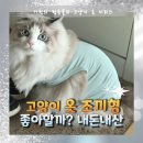 펫클럽신 | 랙돌 고양이 옷 입히기 싫어할까? 사이즈 XL 입힌 후 심리 반응 분석 후기! (내돈내산)
