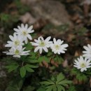 세림기러기전문농원 | [문학💡늘찬국어학원]세한도(歲寒圖)에 관한 시들🦋