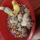 레인보우 앵무 이미지