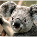 코알라 이미지