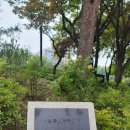 한양임업 | 경희궁의 노거수- 꽃개오동