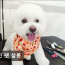 셀린 펫 살롱 네이버블로그
