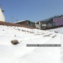 늘푸른지붕