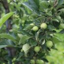 희석농장 이미지