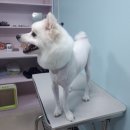 빛나라 퍼피 이미지