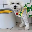 강아지놀이터 이미지