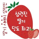 밀양시농업기술센터 | (밀양/행사) 밀양 삼랑진 딸기 시배지 축제 2026 일정 주차정보 딸기체험 봄여행 추천