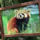 남문동물병원 | 중국 청두 팬더 기지 방문 후기 코스 소요시간 추천일정 안내