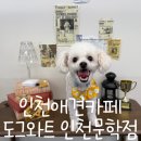 도그와트 이미지