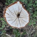 나무의 꿈 이미지